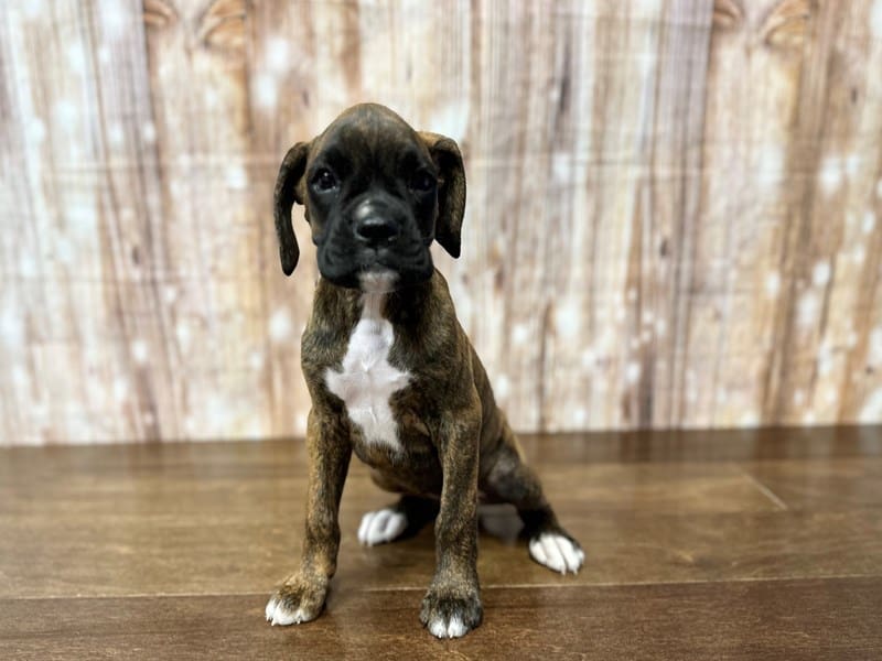 Boxer Dog Female Brindle and white 3850