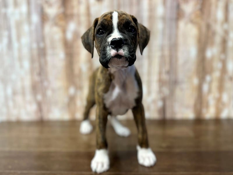 Boxer Dog Male Brindle and white 3848