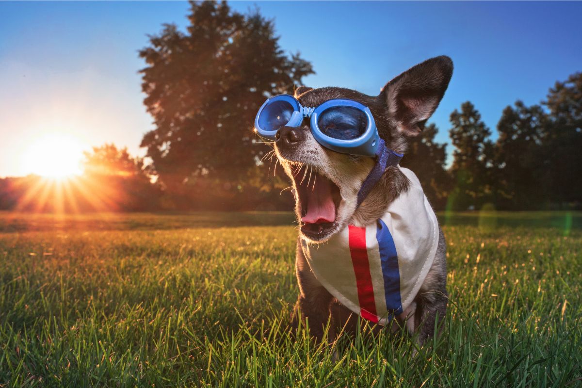 Puppy Accessories For a Truly Pawsh Pup Summer