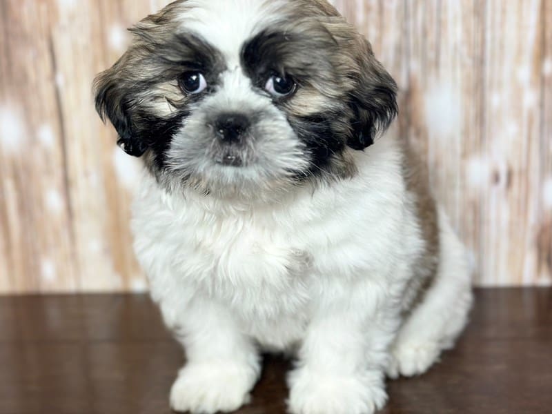 Shorkie Dog Male Brown and white with black 3758