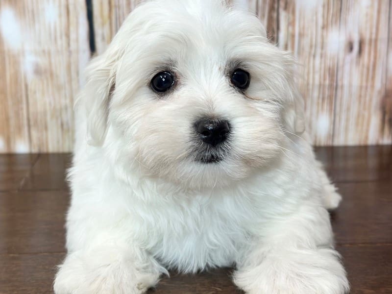 Maltichon Dog Female White 3787