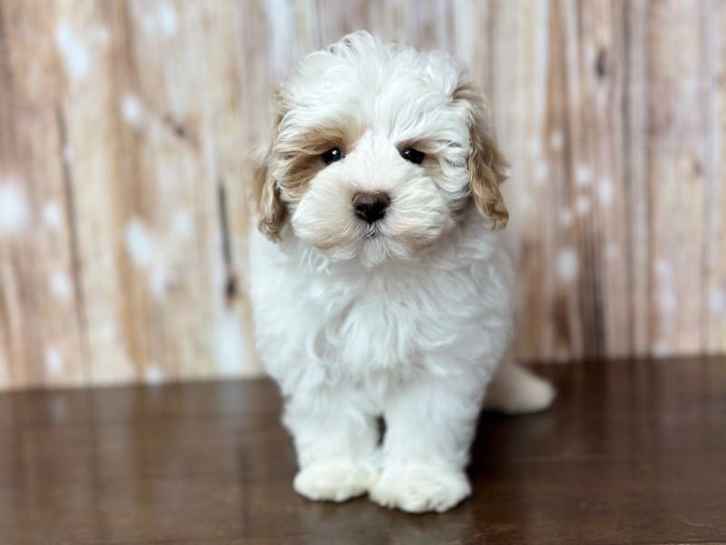 Maltipoo Dog Male White and tan 3807