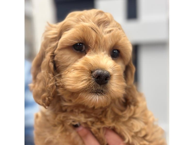 Cockapoo Dog Male Red with white 3792