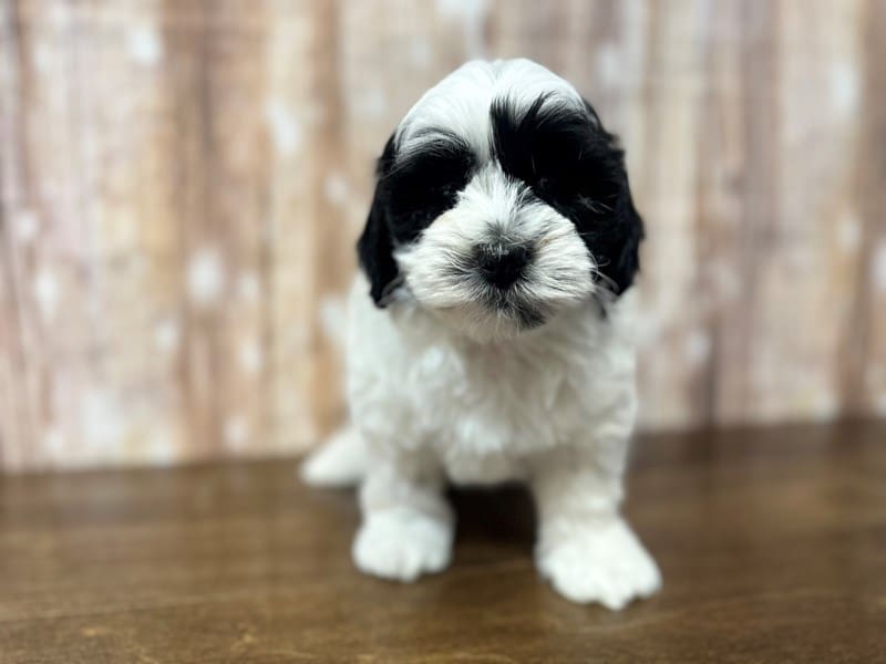 Shihpoo Dog Male White and black 3827