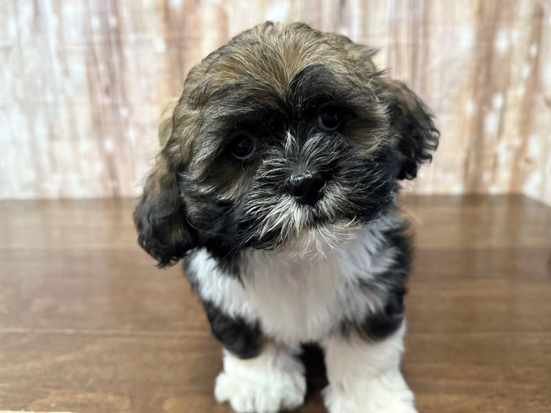 Teddy Bear Dog Female Brown with black and white 3822