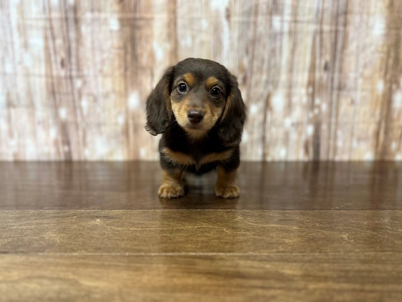 Miniature Dachshund Dog Male Chocolate and tan 3831