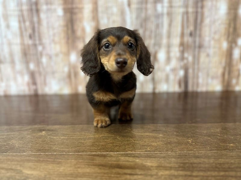 Miniature Dachshund Dog Male Chocolate and tan 3830