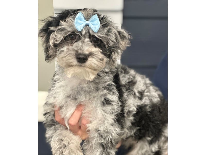 Bichapoo Dog Female Blue Merle 3774