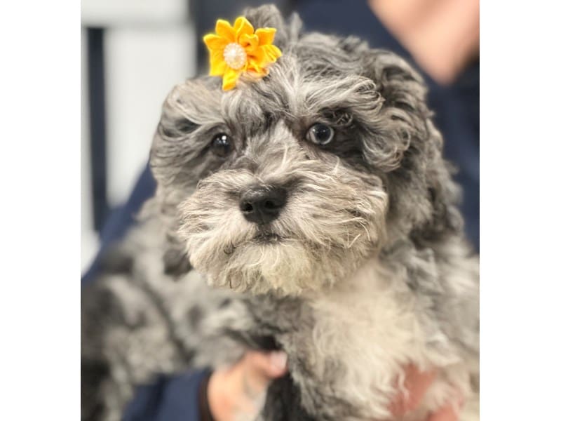 Bichapoo Dog Female Blue Merle 3773