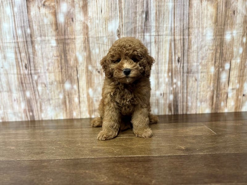 F1BB Mini Goldendoodle Dog Male Red 3844
