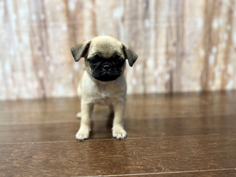 Pug Dog Female Fawn 3842