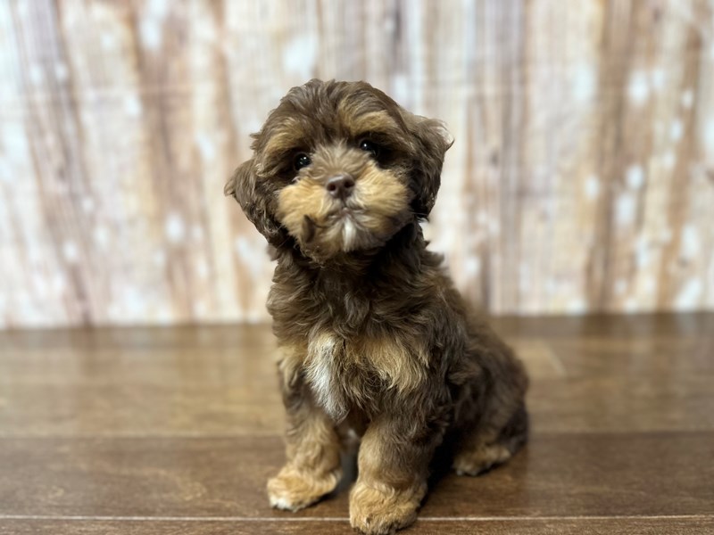 [#3852] Marilyn - Chocolate Tri Color Female Havapoo Puppies for Sale