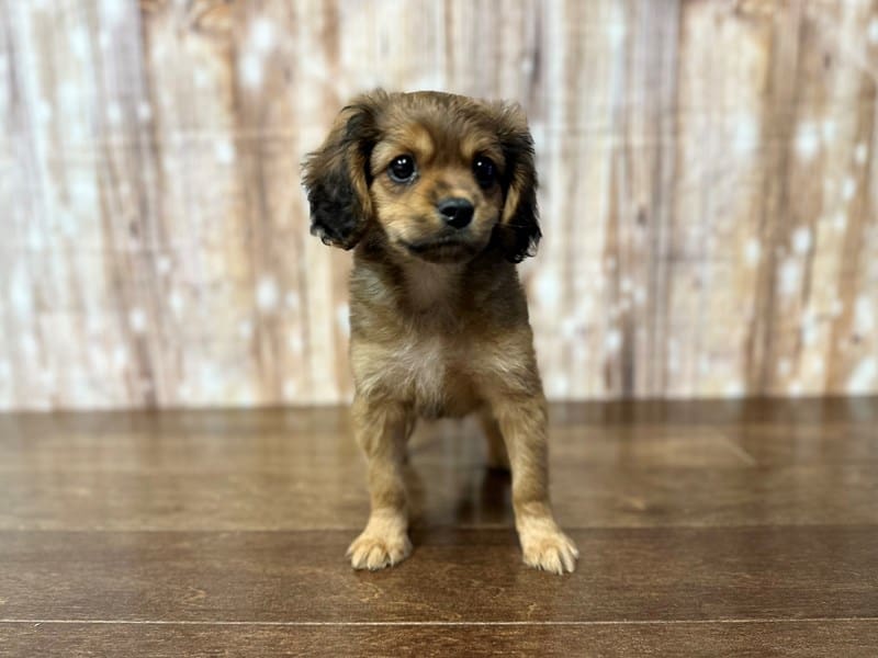 Cavapoo Dog Male Red 3839
