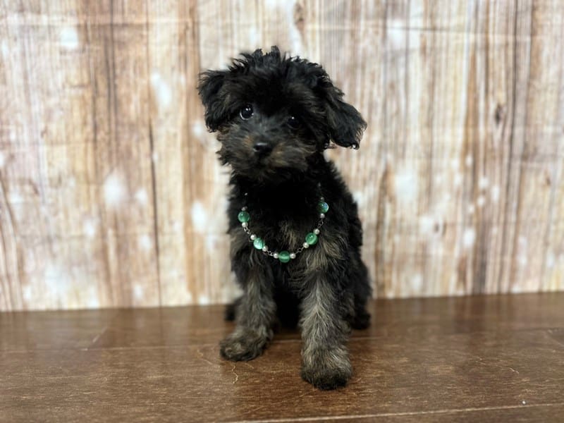Yorkiepoo Dog Female Black with brown 3860