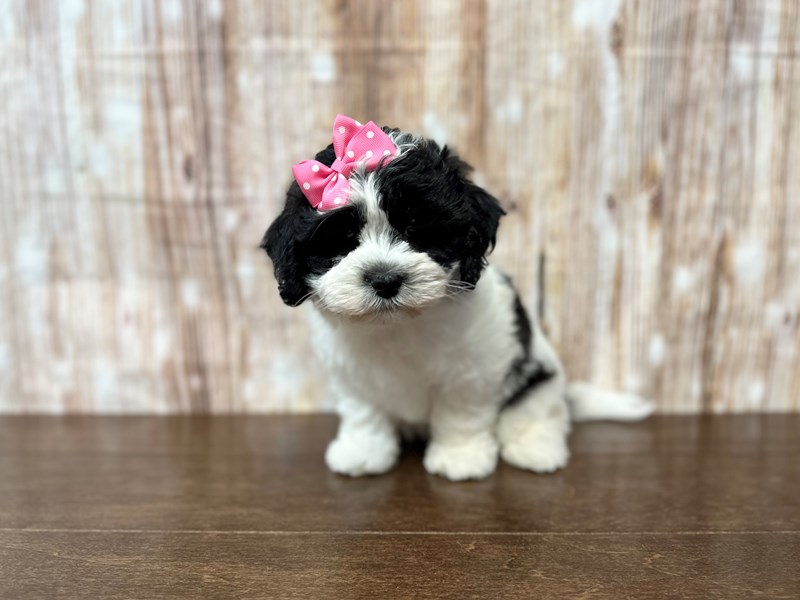 [#3857] Tulip - Black and white Female Teddy Bear (Shihchon) Puppies for Sale