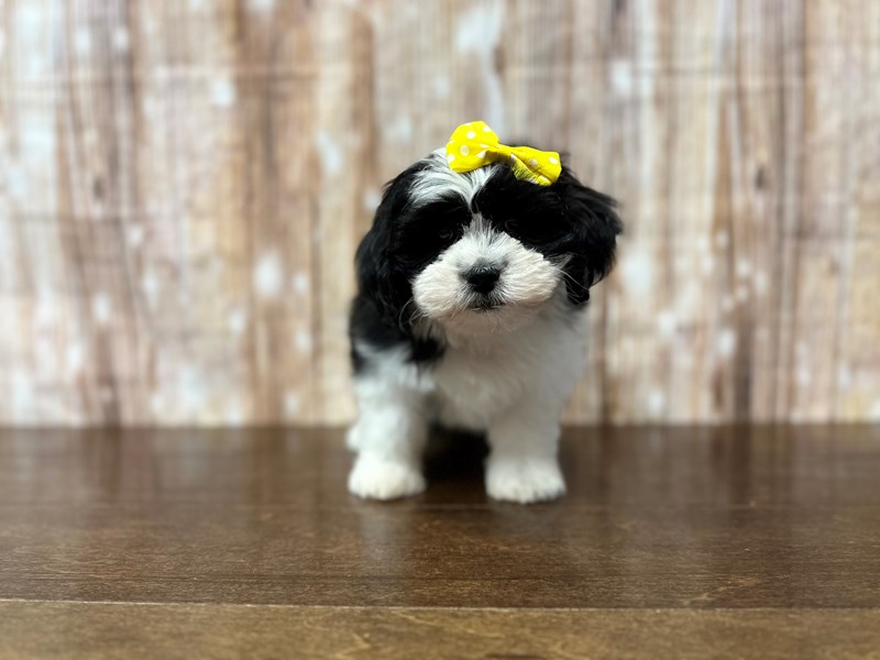 [#3858] Charlotte - Black and white Female Teddy Bear (Shihchon) Puppies for Sale