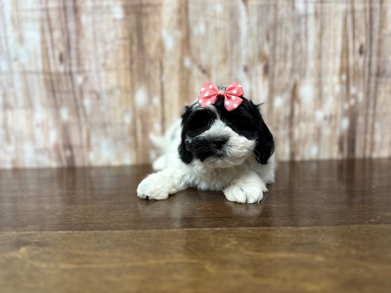 [#3859] Olive - Black and white Female Teddy Bear (Shihchon) Puppies for Sale
