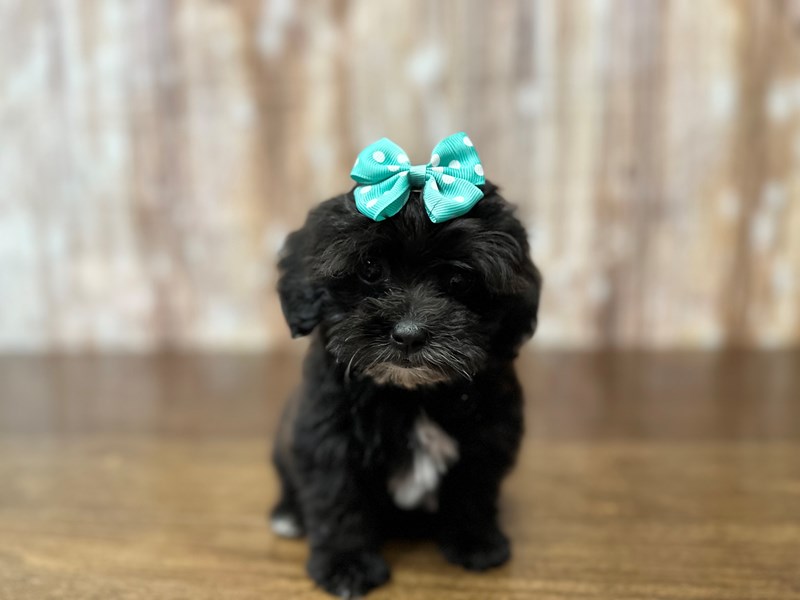 [#3865] Pepper - Black and white Female Lhasapoo Puppies for Sale