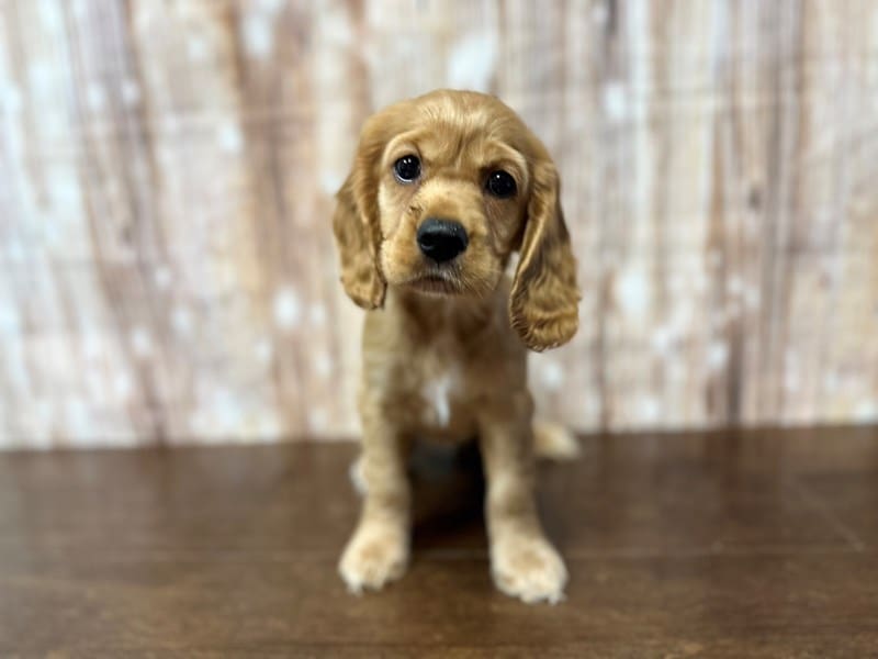 Cocker Spaniel Dog Female Red 3863