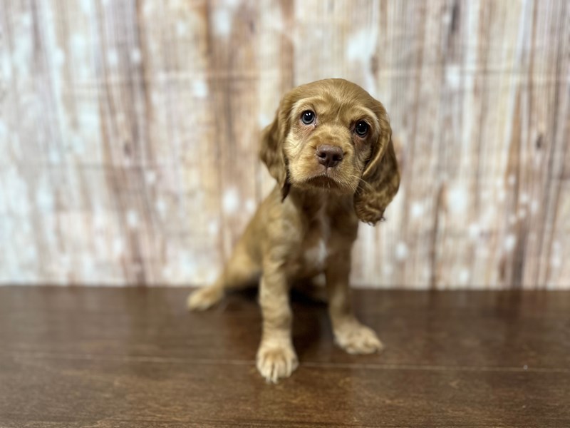 [#3862] Margo - Red Female Cocker Spaniel Puppies for Sale