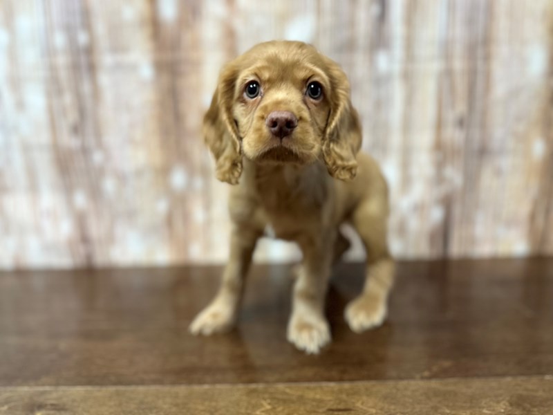 [#3861] Maggie - Red Female Cocker Spaniel Puppies for Sale