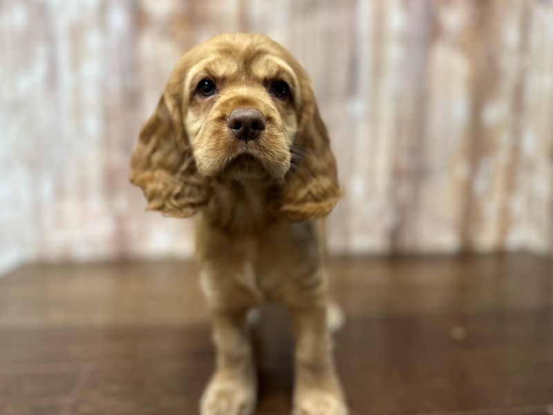 [#3864] Goldie - Red Female Cocker Spaniel Puppies for Sale