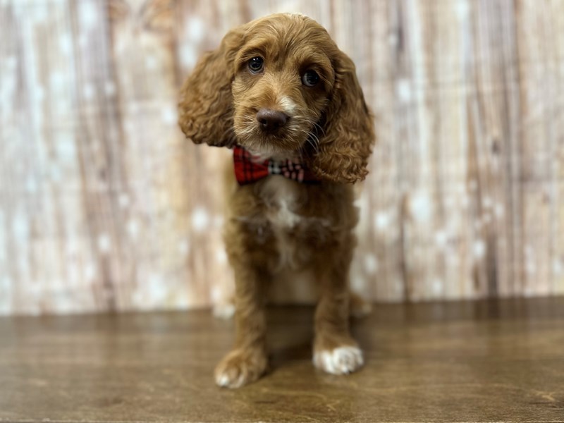 [#3853] Brody - Tan and white Male Cockapoo Puppies for Sale