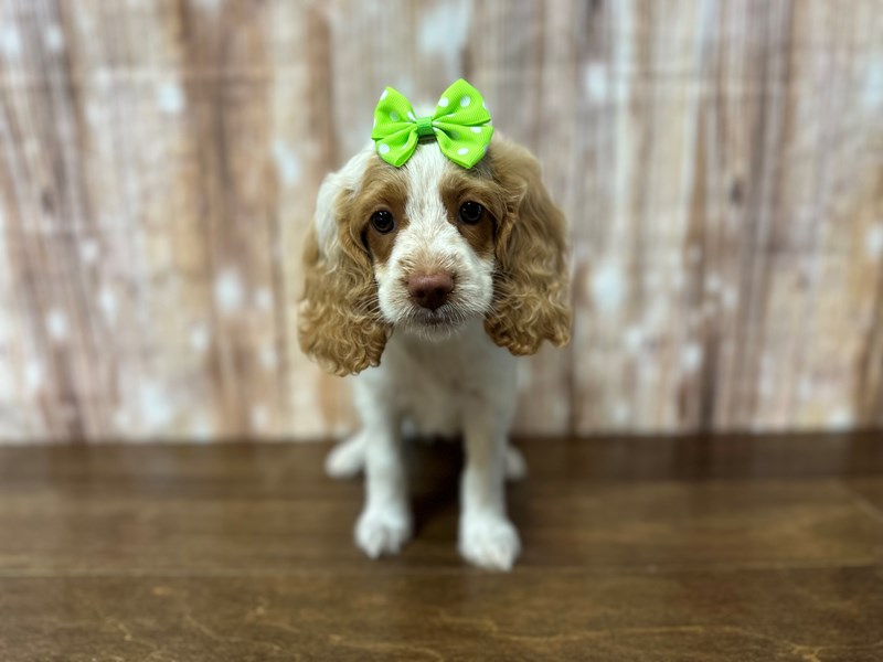 [#3856] Darlene - White and tan Female Cockapoo Puppies for Sale