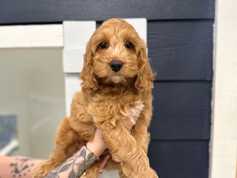 [#3854] Flynn - Tan and white Male Cockapoo Puppies for Sale