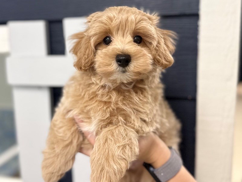 [#3866] Grady - Apricot Male Maltipoo Puppies for Sale