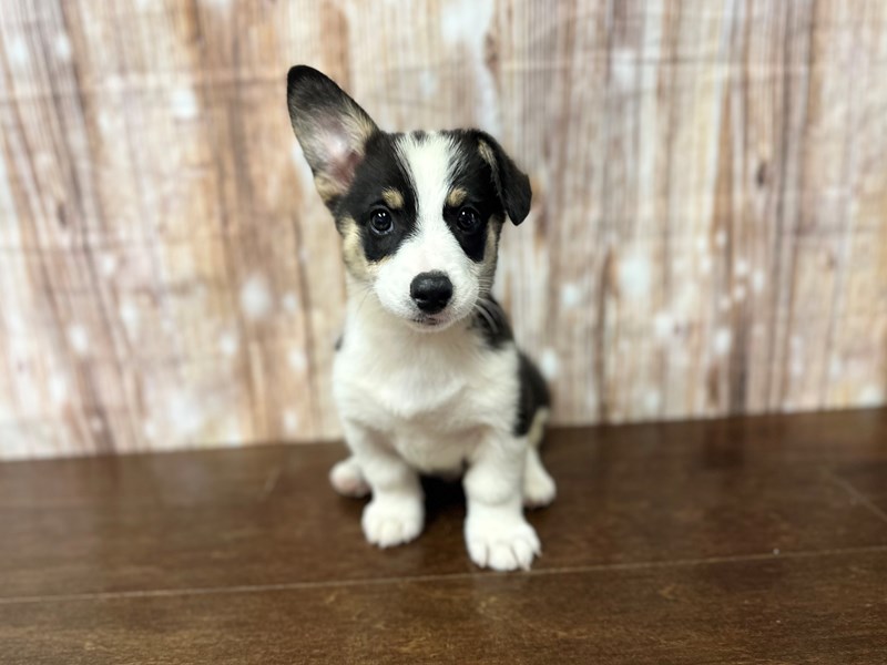 [#3884] Ducky - Tri Color Male Pembroke Welsh Corgi Puppies for Sale