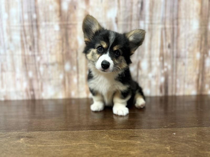 [#3882] Kodiak - Tri Color Male Pembroke Welsh Corgi Puppies for Sale