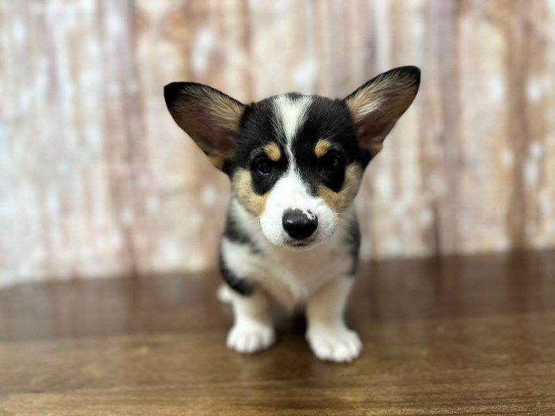 [#3881] Brock - Tri color Male Pembroke Welsh Corgi Puppies for Sale