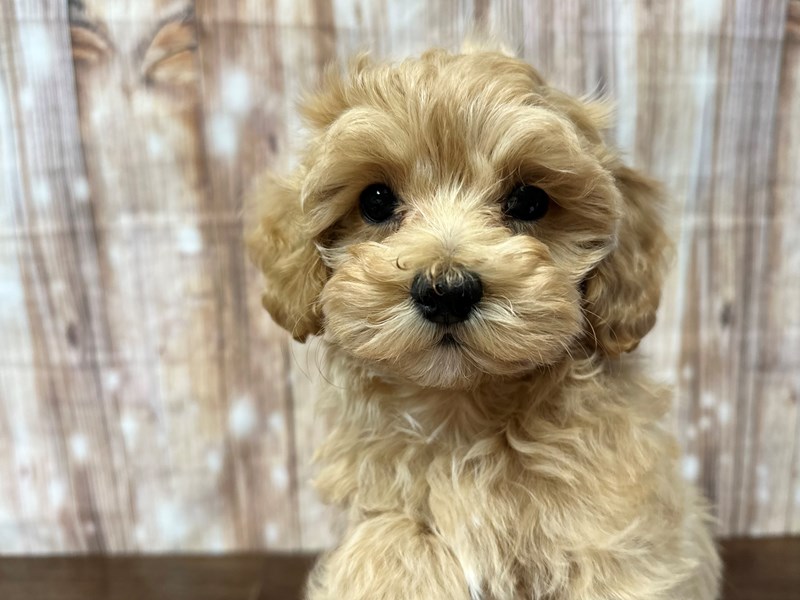 [#3867] Ford - Apricot Male Maltipoo Puppies for Sale