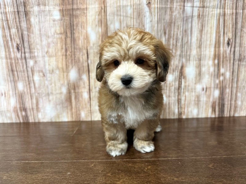 [#3874] Camden - Brown and white Male YorkieChon Puppies for Sale