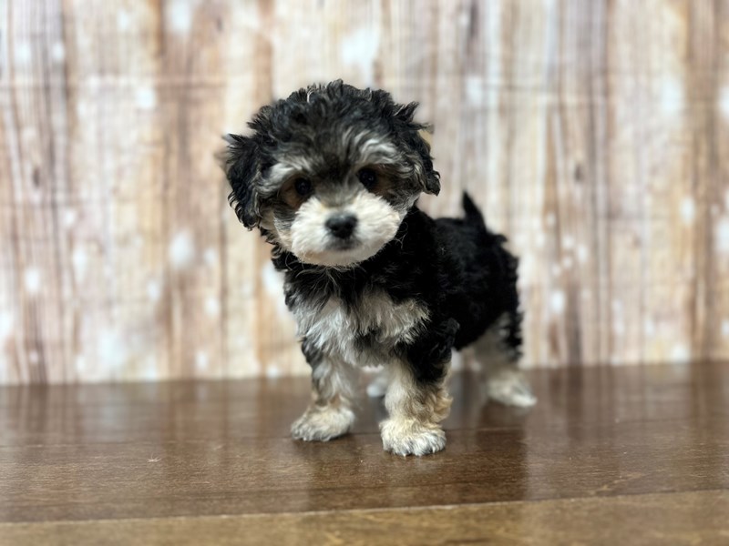 [#3872] Mason - Black with white and tan Male YorkieChon Puppies for Sale