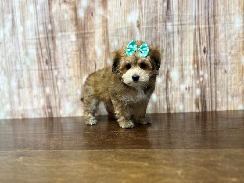 [#3873] Eden - Brown with black Female YorkieChon Puppies for Sale