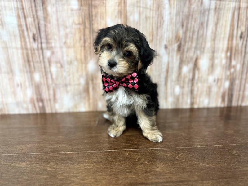 [#3870] Bo - Black and tan Male YorkieChon Puppies for Sale