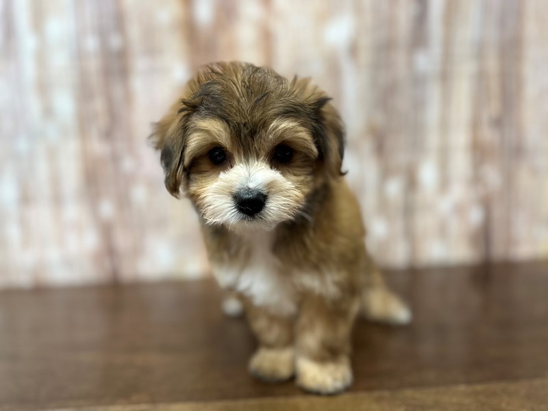 [#3871] Silas - Brown with black Male YorkieChon Puppies for Sale