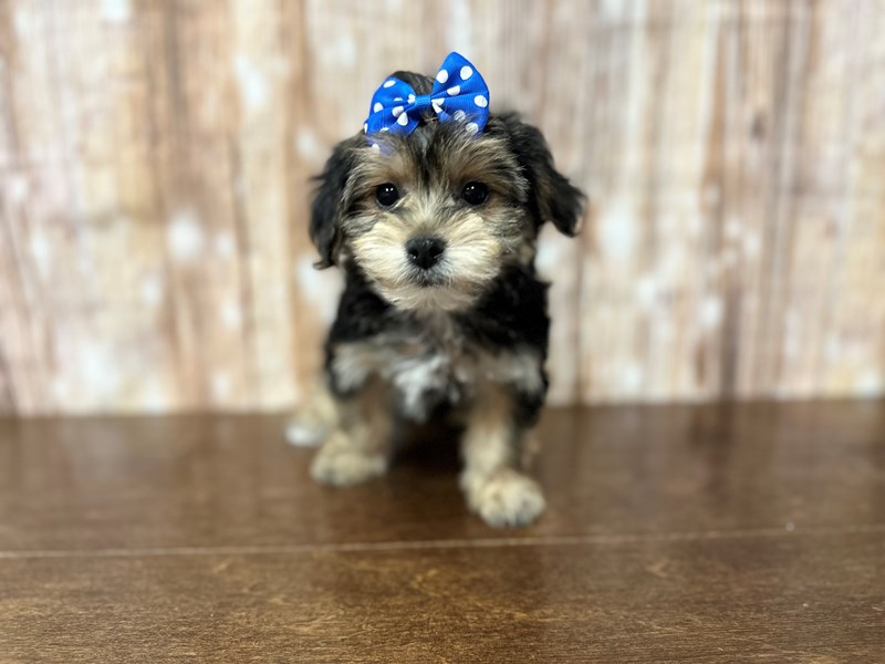[#3869] Bryce - Black and tan Female YorkieChon Puppies for Sale