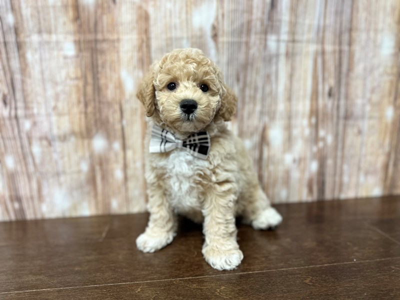 [#3876] Valor - Apricot Male Bichapoo Puppies for Sale