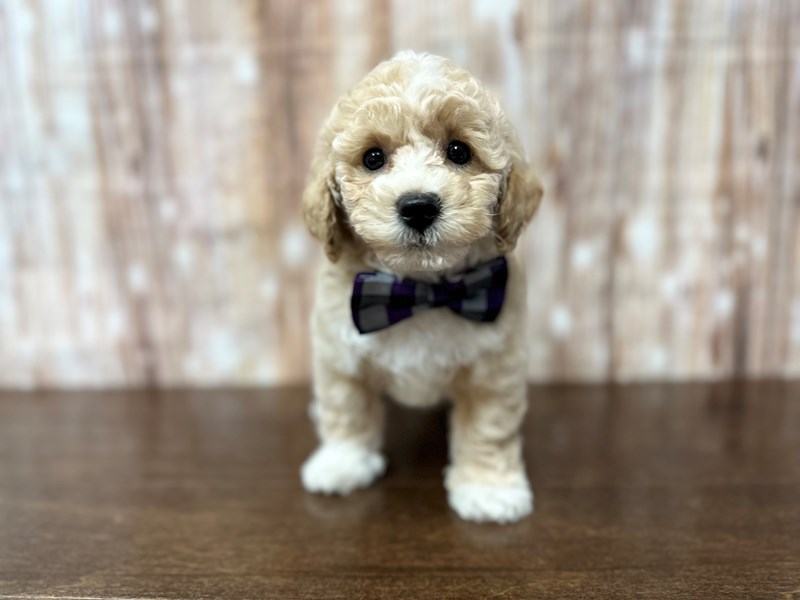 [#3877] Daxton - Apricot Male Bichapoo Puppies for Sale