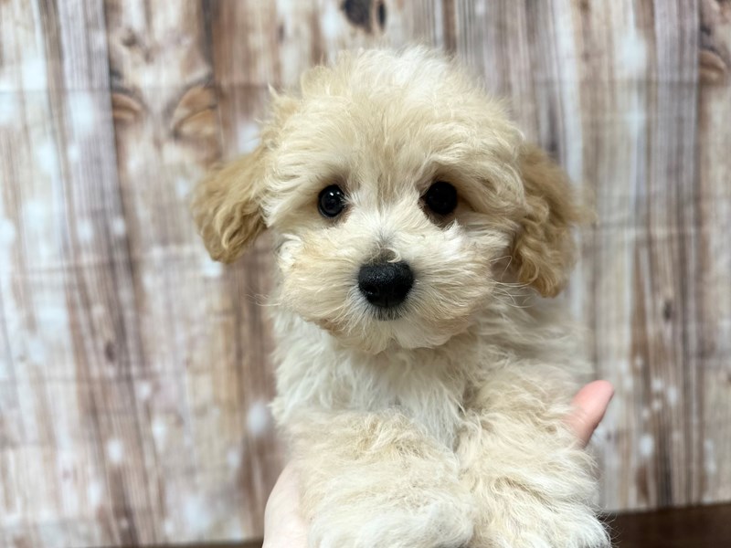 [#3868] Scout - Apricot Male Maltipoo Puppies for Sale