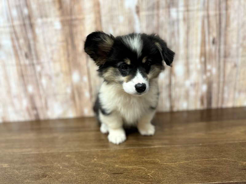 [#3883] Prim - Tri Color Female Pembroke Welsh Corgi Puppies for Sale