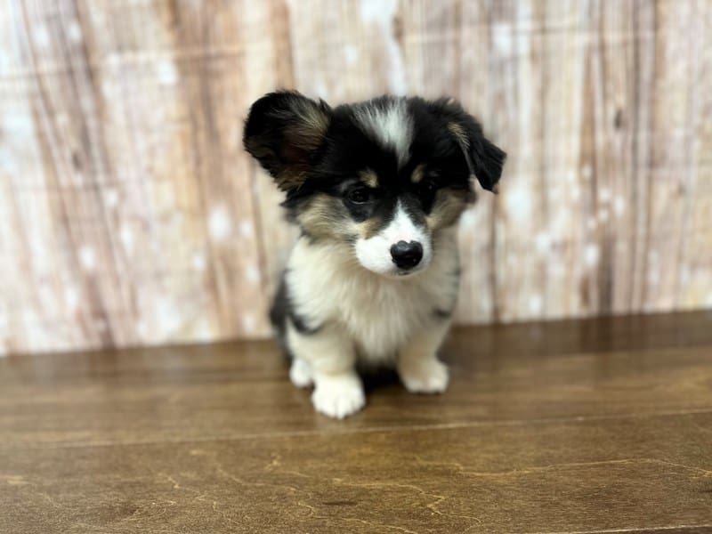 Pembroke Welsh Corgi Dog Female Tri Color 3883