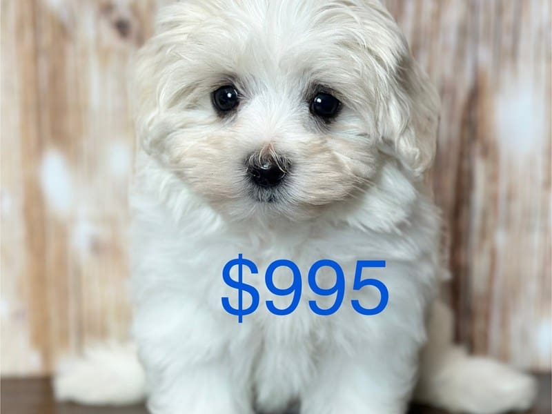 Maltichon Dog Female White 3788