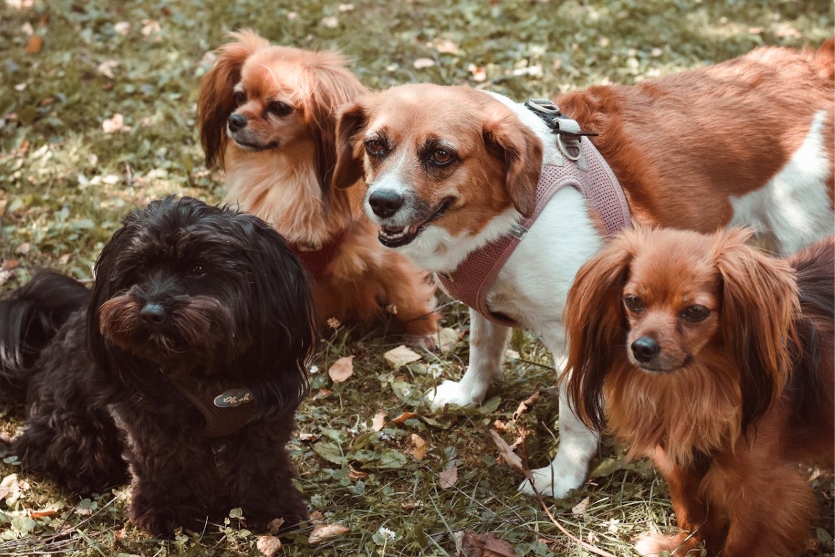 Which Dog Breeds Are Easiest to Train?