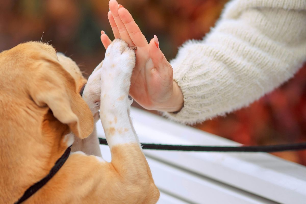 Which Dog Breeds Are Easiest to Train?