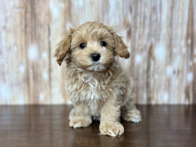 Maltipoo Dog Female Apricot 3803