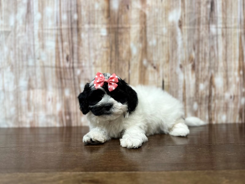 [#3859] Olive - Black and white Female Teddy Bear (Shihchon) Puppies for Sale